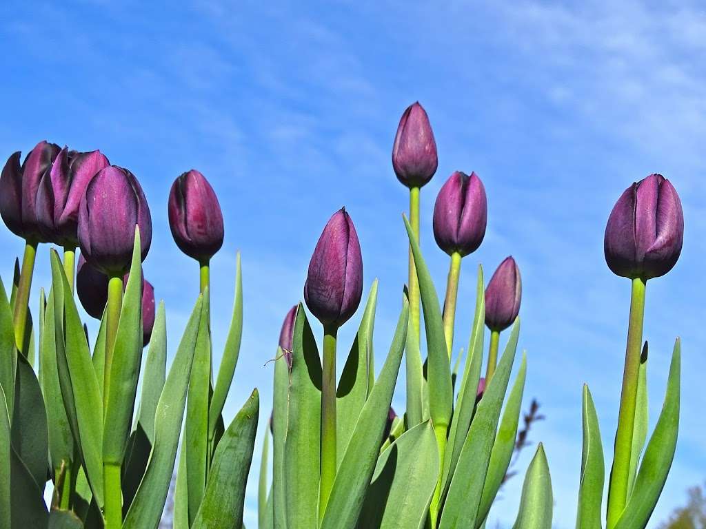 Blackstem Plants | Shepherds Lodge, Clay Hill Rd, Lamberhurst, KENT TN3 8LT, UK | Phone: 07973 129102