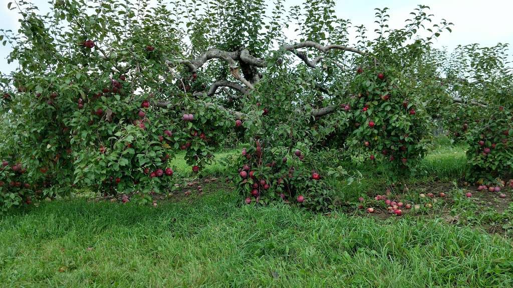 Apple Barn Orchard & Winery | W6384 Sugar Creek Rd, Elkhorn, WI 53121, USA | Phone: (262) 728-3266