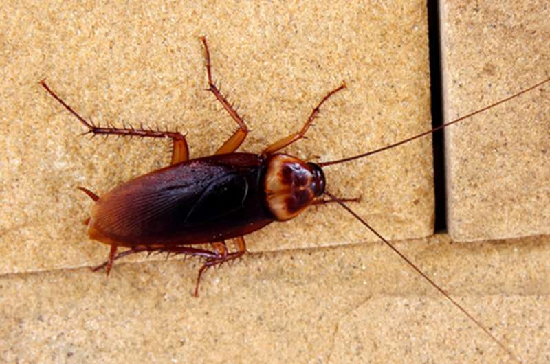 A & M Hawk Pest Control | Wellhouse Ln, Betchworth RH3 7JD, UK | Phone: 0844 991 7378