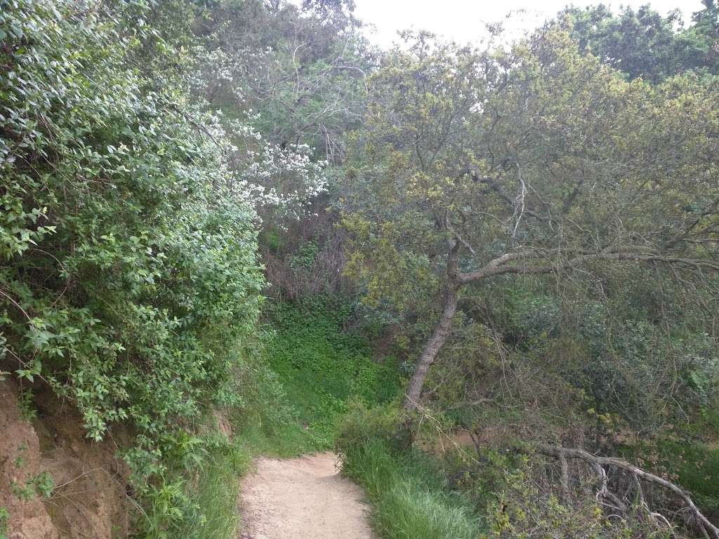 Nancy Hoover Pohl Overlook at Fryman Canyon | 8401 Mulholland Dr, Los Angeles, CA 90046, USA | Phone: (310) 858-7272