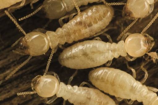 Sureguard Termite & Pest Services | 3807 E Broad St #105, Mansfield, TX 76063, USA | Phone: (817) 453-6133