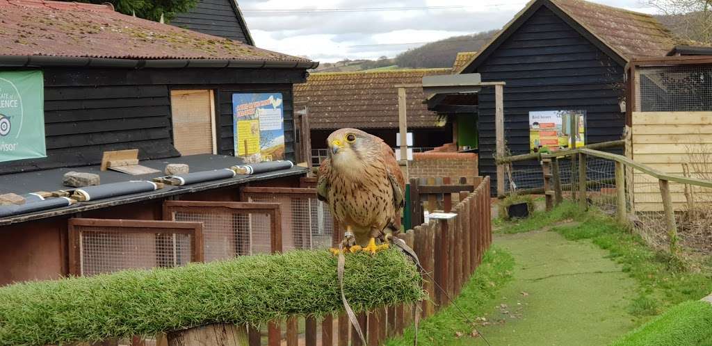 Coda Falconry | Lee Valley Park Farm, Stubbins Hall Lane, Waltham Abbey EN9 2EF, UK | Phone: 07710 969930