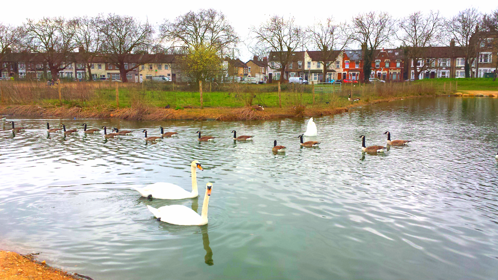 1b87f948d7c54b1dc7a14c98ae5c3a8a__united_kingdom_england_greater_london_dames_road_jubilee_pond_wanstead_flats_part_of_epping_forest_36825.jpg