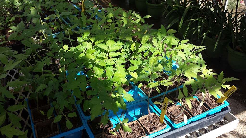 Backyard Produce Garden | 12725 Monte Vista Rd, Poway, CA 92064, USA | Phone: (858) 485-5449 Backyard Produce Garden | 12725 Monte Vista Rd, Poway, CA 92064, USA | Phone: (858) 485-5449