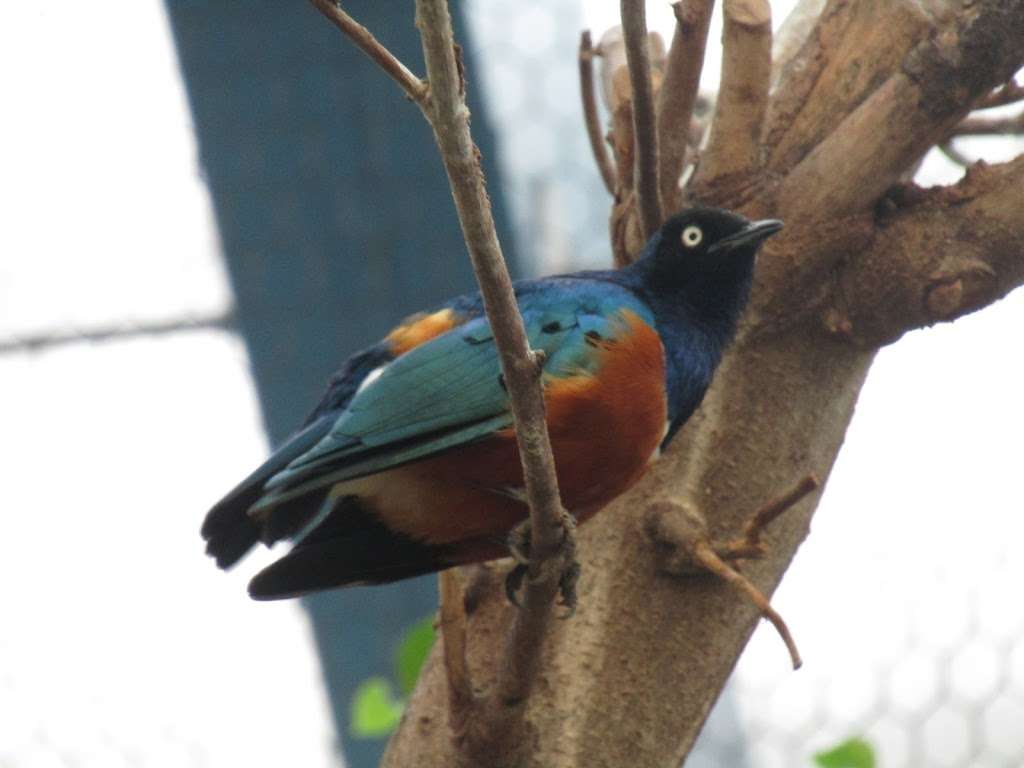 World of Birds Aviary | 707 U.S. 9, Cape May Court House, NJ 08210, USA