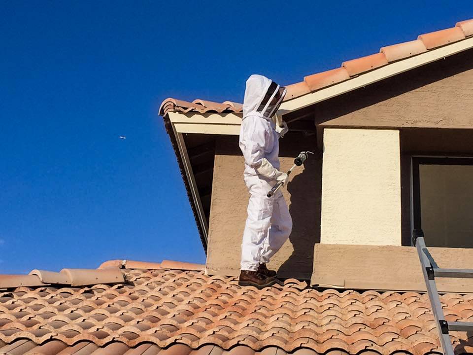 Varsity Termite and Pest Control | 2180 E Aris Dr, Gilbert, AZ 85298, USA | Phone: (480) 382-9900