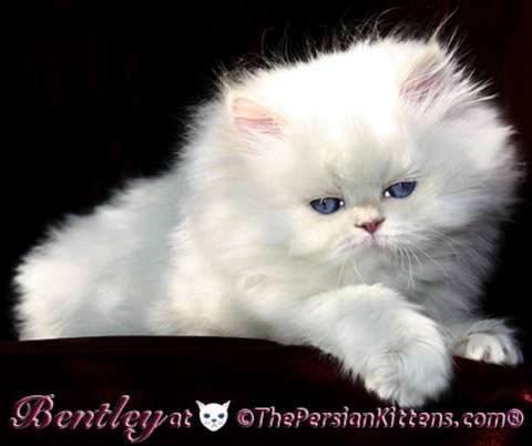 THE PERSIAN CATS | 1367 Georgetown Dr, Carol Stream, IL 60188, USA | Phone: (630) 233-4953