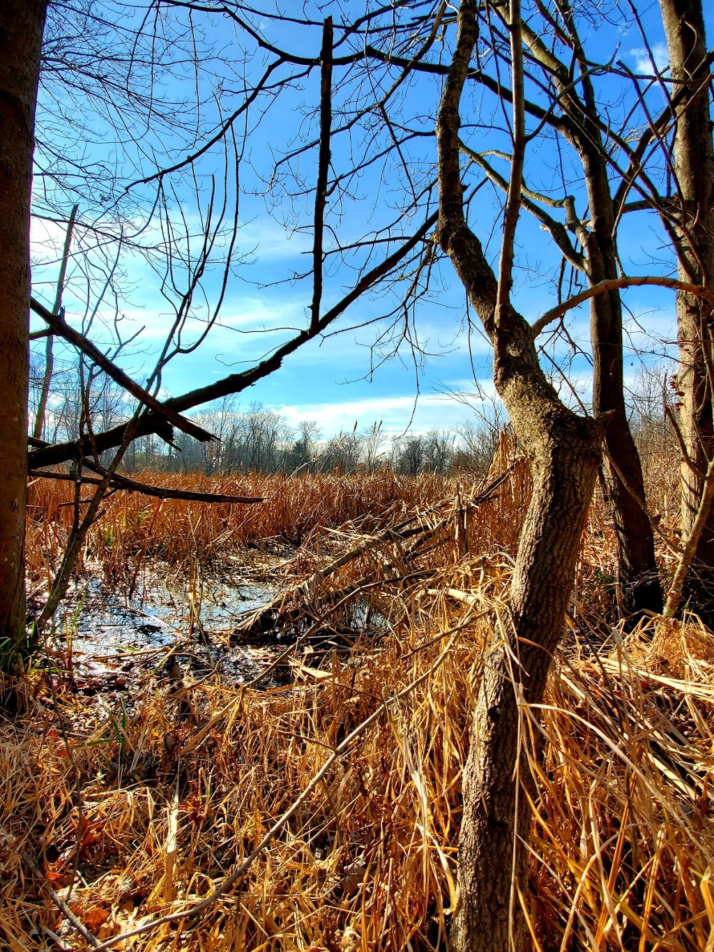 Boyer Nature Preserve | 452 E Park St, Westerville, OH 43081, USA | Phone: (614) 901-6500