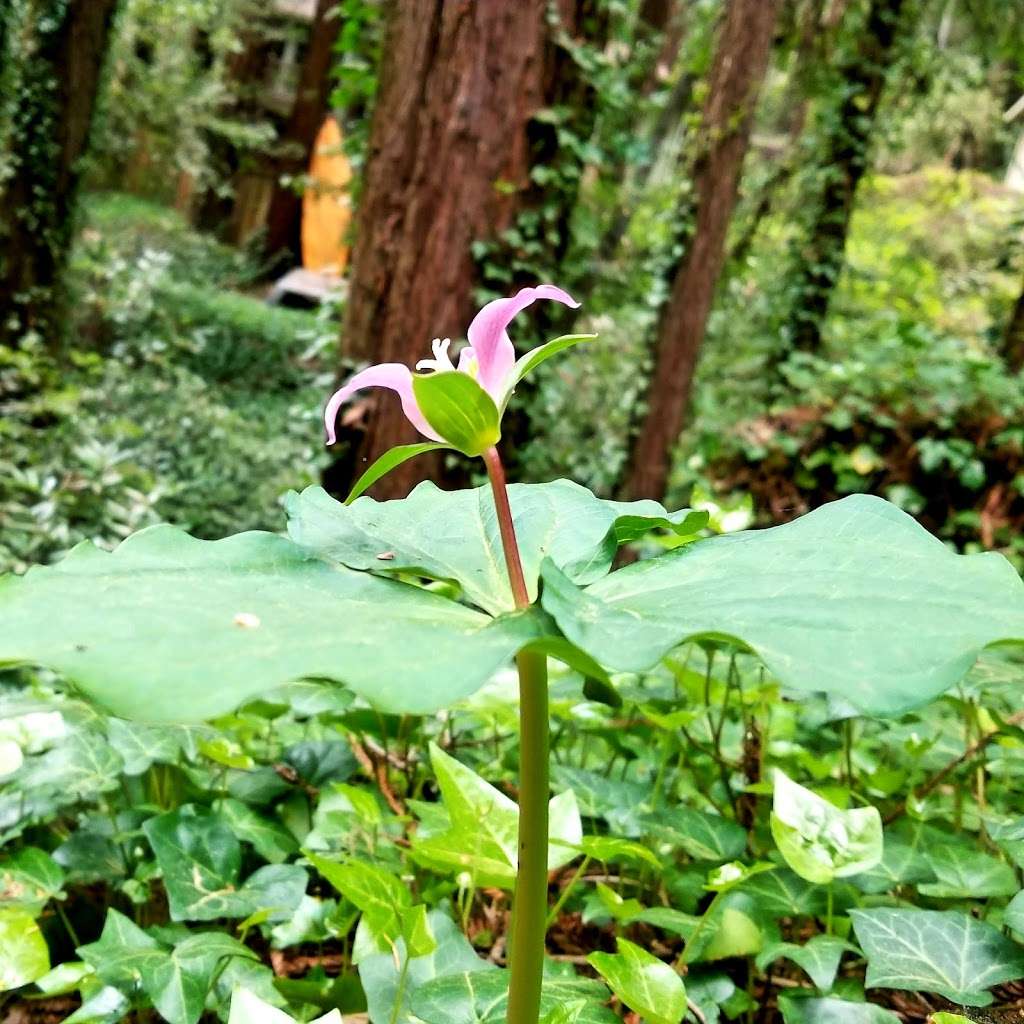 Redwood Canopy Tour | 17 Conference Dr, Felton, CA 95014, USA | Phone: (831) 430-4357