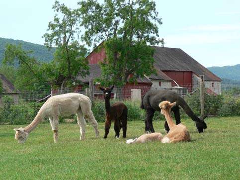 Long Acres Alpaca Farm | 9703 Blue Spring Rd, Mercersburg, PA 17236, USA | Phone: (717) 491-0036