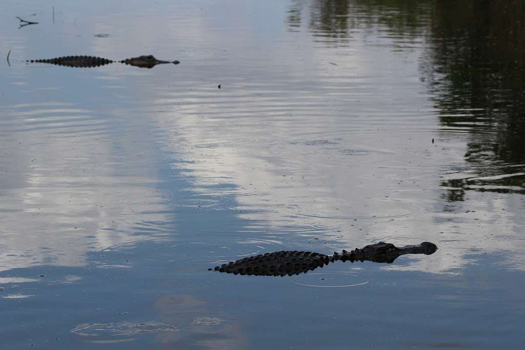 Airboat Rides Miami | 24050 SW 8th St, Miami, FL 33194, USA | Phone: (305) 559-2255