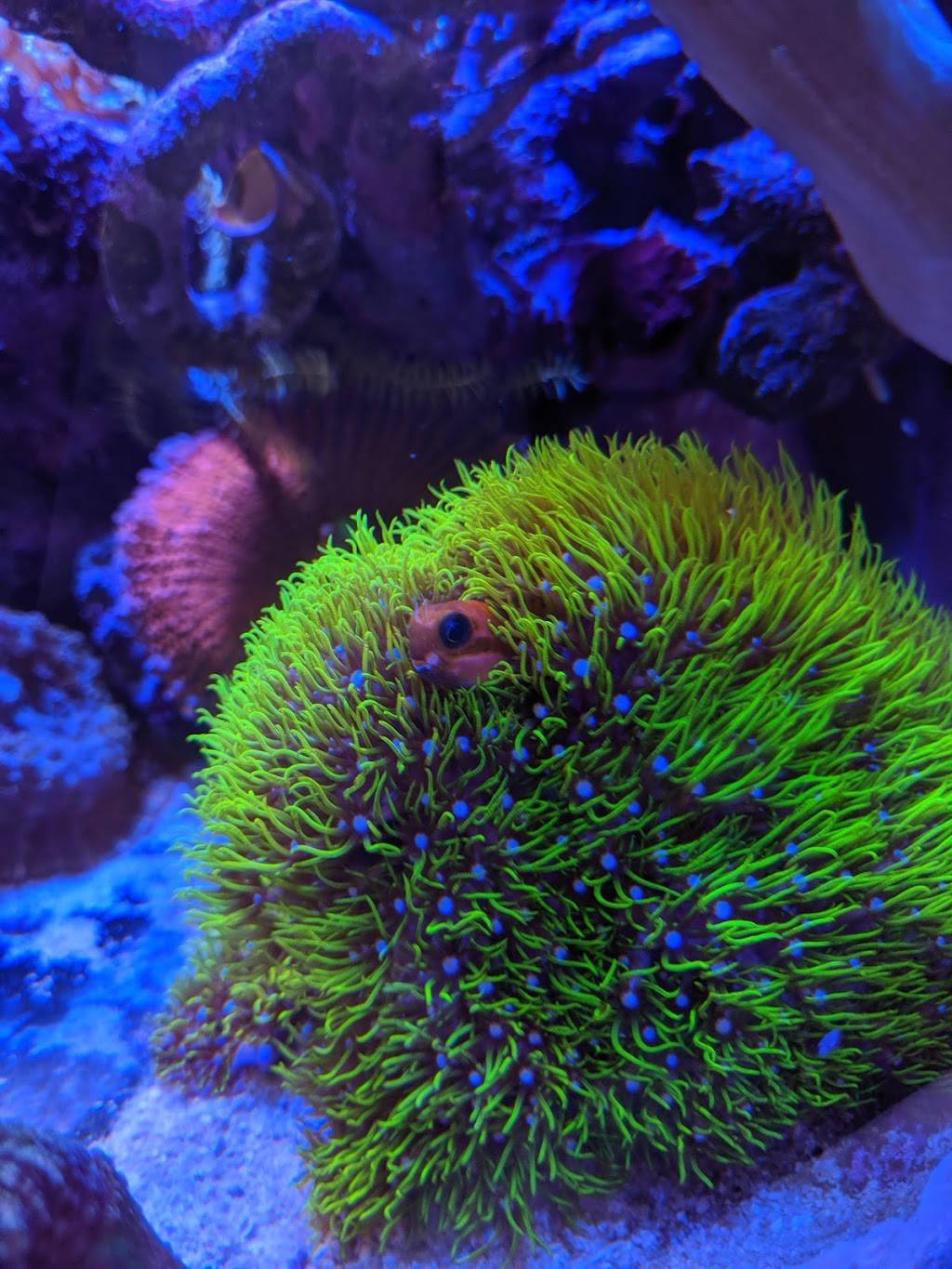 Amazing Aquariums & Reefs | 646 E Katella Ave, Orange, CA 92867, USA | Phone: (714) 928-5299