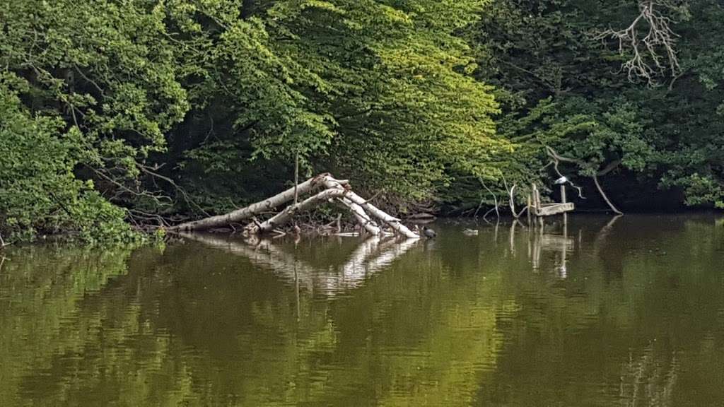 Whitewebb Forest Pond | Enfield EN2 9HH, UK