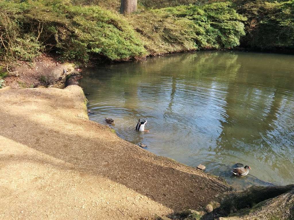 Isabella Plantation | 173 Clarence St, Kingston upon Thames TW10 5HP, UK | Phone: 0300 061 2200