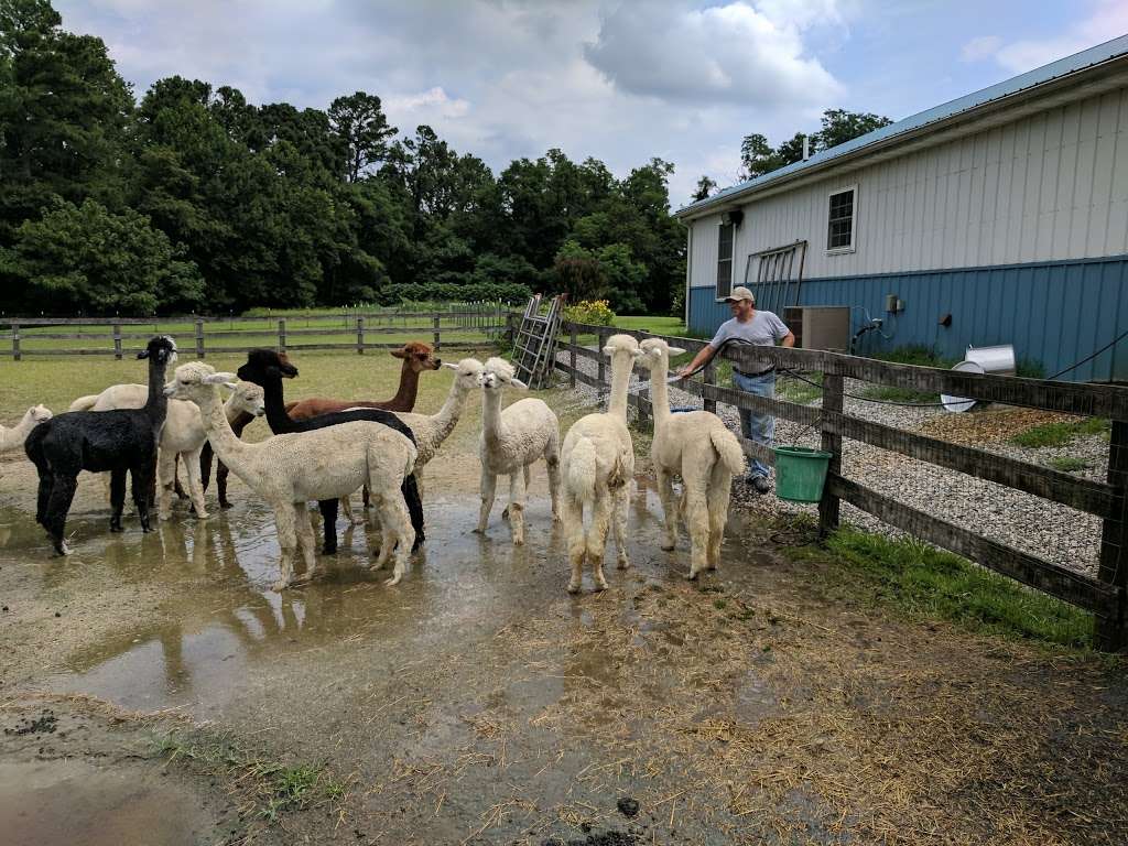 Painted Sky Alpaca Farm & Fiber Mill | 95 Knight House Ln, Earleville, MD 21919, USA | Phone: (410) 275-9423