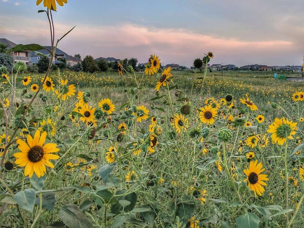 Longs Peak Park | 311 Wheat Berry Dr, Erie, CO 80516, USA | Phone: (303) 926-2550