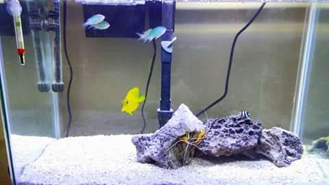 Christal Clean aquarium cleaning | 6315 Franklin Hill Rd, East Stroudsburg, PA 18301, USA | Phone: (570) 202-0385