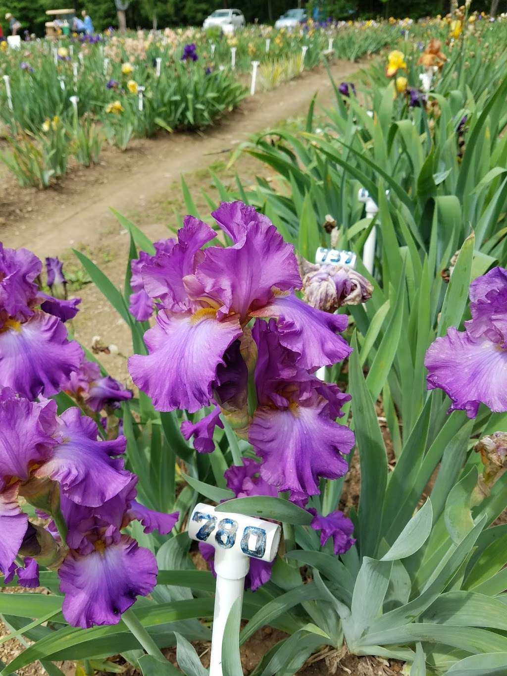 Exline Iris Gardens | 26 Iris Ln, Berkeley Springs, WV 25411, USA | Phone: (304) 258-3735