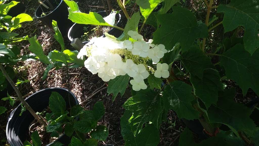 Buck Run Nursery & Landscape 3660 Stoney Batter Rd, Mercersburg, PA