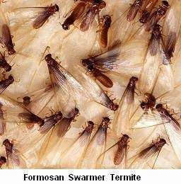 A Certified termite & pest pros | 906 W.Ellaine, Pasadena, TX 77506, USA | Phone: (713) 477-6600