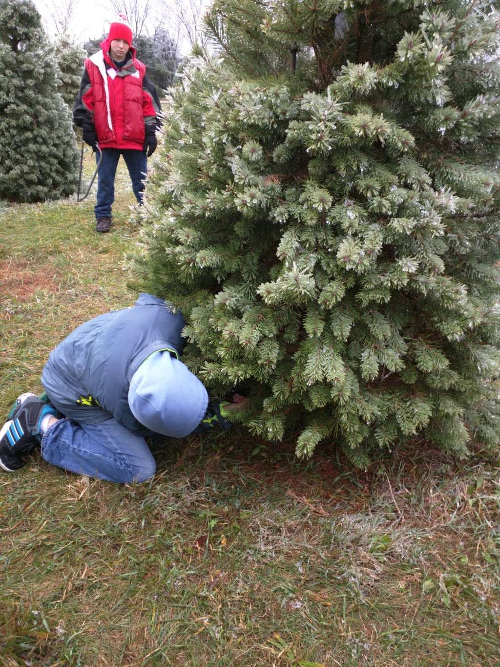 Strawberry Hill Christmas Tree Farm | 794 US-40, Lawrence, KS 66049, USA | Phone: (785) 331-4422