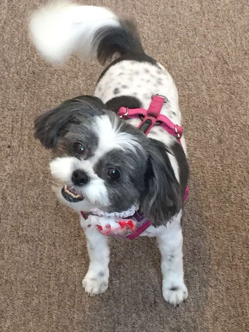 Barkingdales Pet Salon | 2905 Canoe Creek Rd, St Cloud, FL 34772, USA | Phone: (407) 593-6958 Barkingdales Pet Salon | 2905 Canoe Creek Rd, St Cloud, FL 34772, USA | Phone: (407) 593-6958