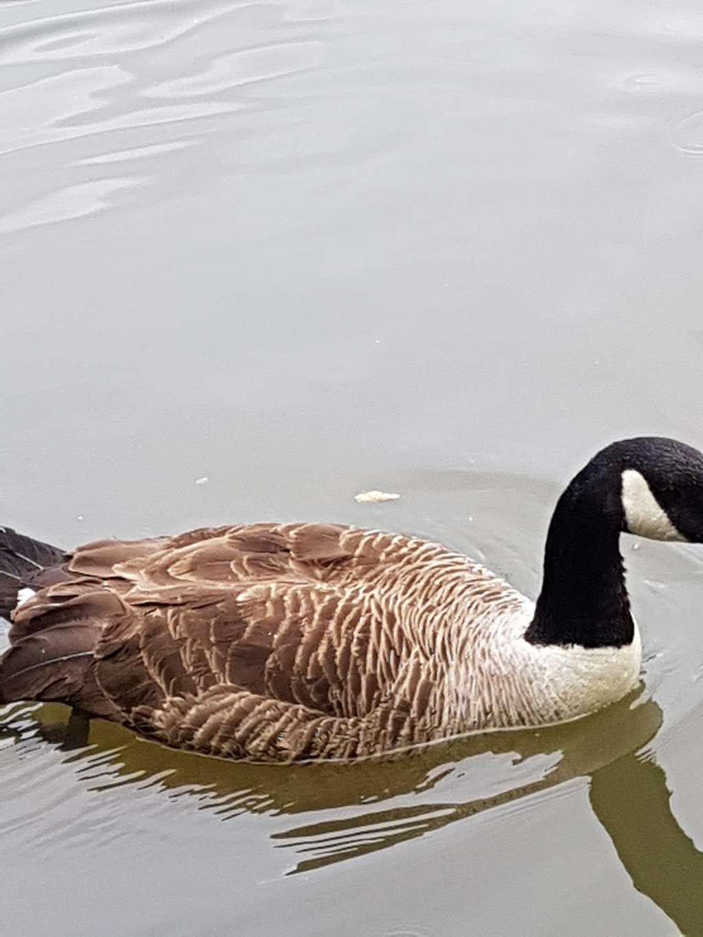 South Norwood Country Park | Albert Road, London SE25 4NF, UK | Phone: 020 8726 6900