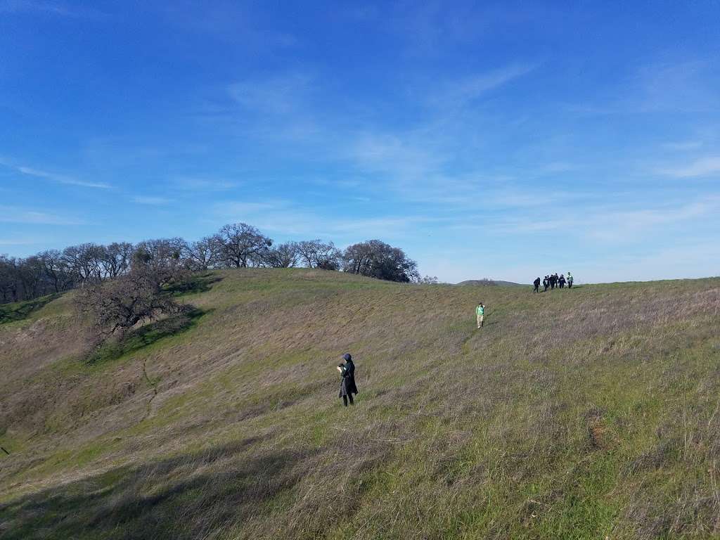 Ten Trees, Old Valley Oak | Martinez, CA 94553, USA