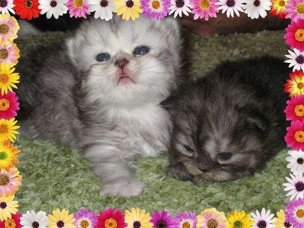 KocaKola Persian Kittens | 317 Locust Pass, Ocala, FL 34472, USA | Phone: (352) 239-3404