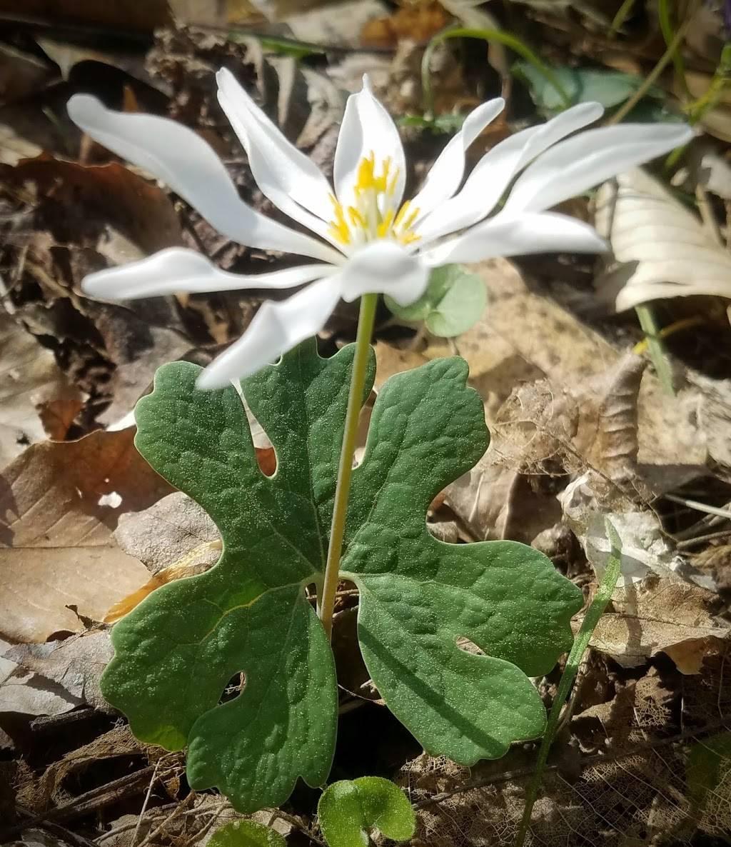 Swift Creek Bluffs Nature Preserve | 7800 Holly Springs Rd, Raleigh, NC 27606 | Phone: (919) 908-8809