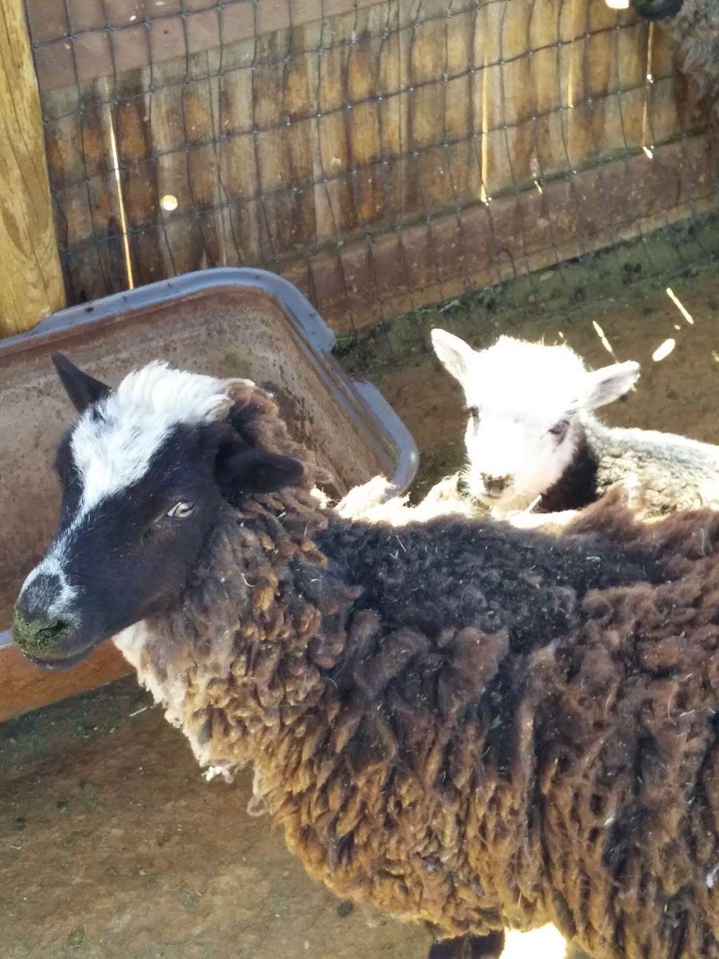 Windswept Ranch Petting Zoo | 11101 Robert Ranch Rd, Willow Springs, CA 93560, USA | Phone: (661) 809-3965