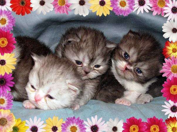 KocaKola Persian Kittens | 317 Locust Pass, Ocala, FL 34472, USA | Phone: (352) 239-3404