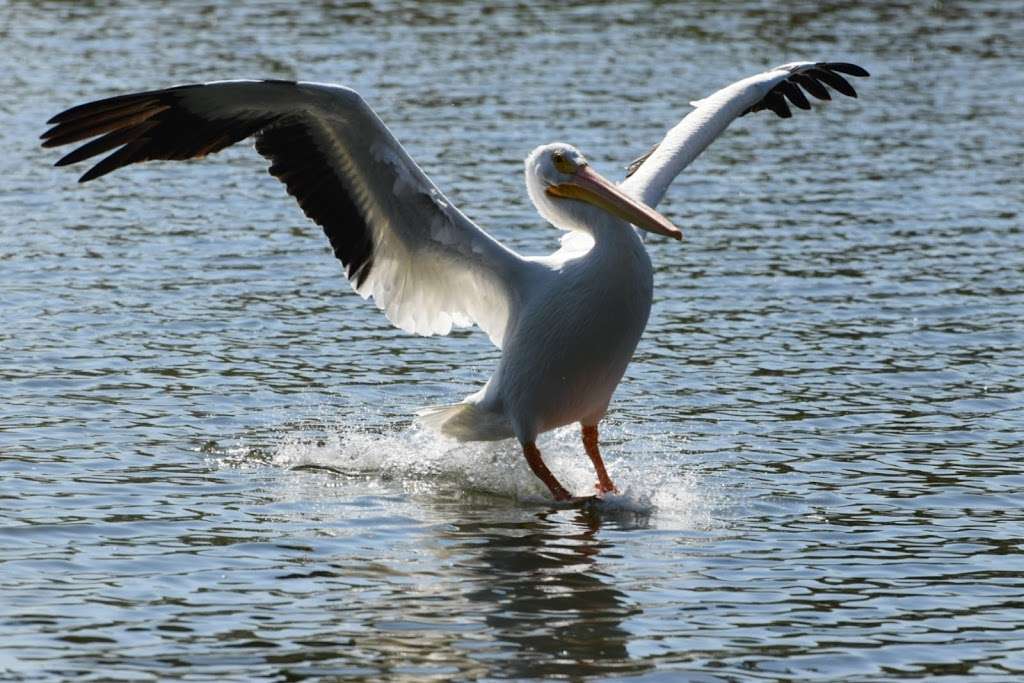 Hansen Dam Wild Life Reserve. | Lake View Terrace, CA 91342