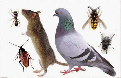 Accurate Pest Control, Inc. | 1020 S State Rd 7, Plantation, FL 33317, USA | Phone: (954) 584-8588