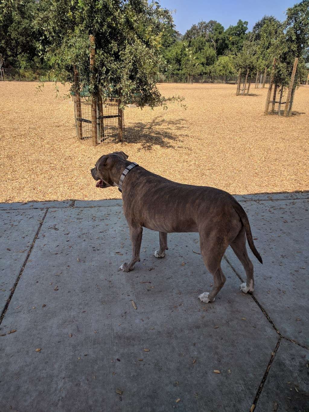 Cubbys Dog Park | 3200 W Lagoon Rd, Pleasanton, CA 94588, USA