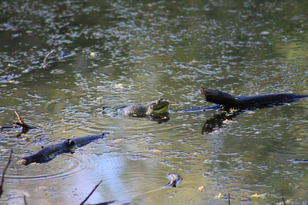 Bullfrog Pond | Phoenix, AZ 85050, USA