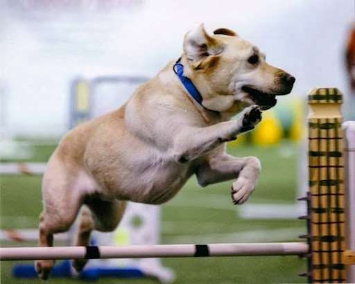 Agility Gear, Inc. | 1736 RFD, Long Grove, IL 60047, USA | Phone: (847) 550-6701