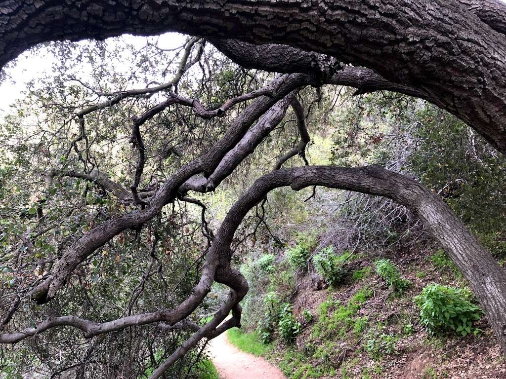 Fryman Canyon Park | 8401 Mulholland Dr, Studio City, CA 91604 | Phone: (310) 456-7049