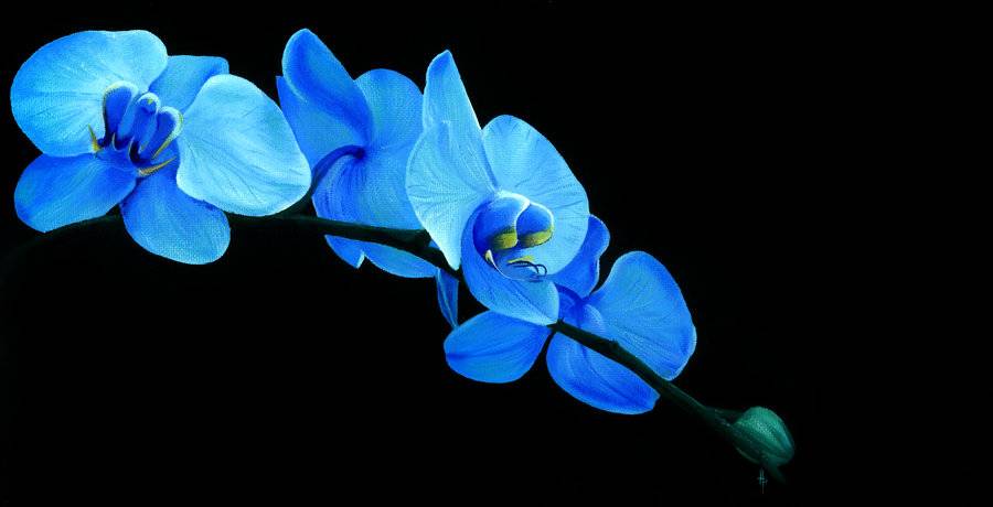 Blue Orchid Counseling, LLC | 3200 N Dobson Rd ste d-3, Chandler, AZ 85224, USA | Phone: (480) 630-6434