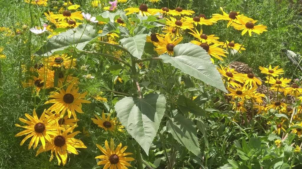 Olathe Community Garden - Original Town | 215 E Loula St, Olathe, KS 66061, USA