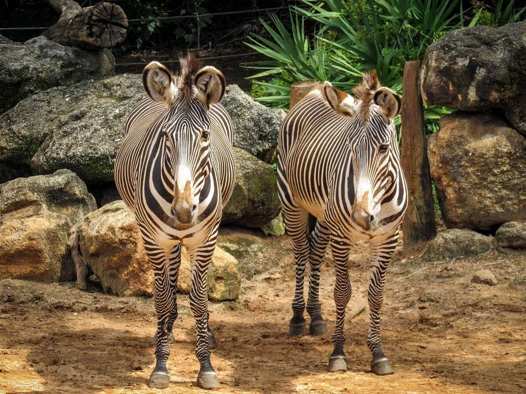 Brevard Zoo | 8225 N Wickham Rd, Melbourne, FL 32940, USA | Phone: (321) 254-9453