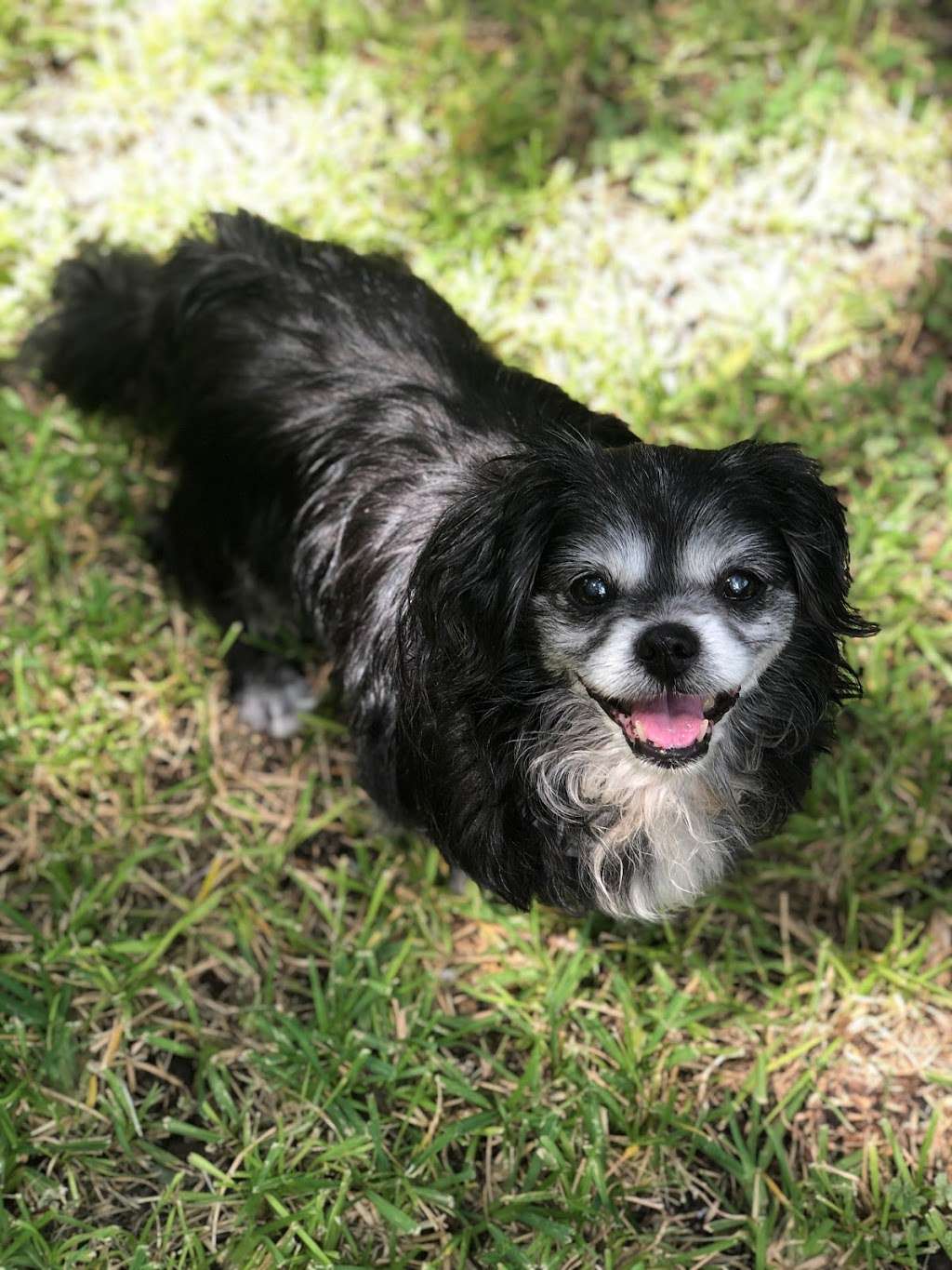 Happy Paws Fit & Sit | 6922 Elusive Pass, San Antonio, TX 78233, USA | Phone: (210) 560-3461