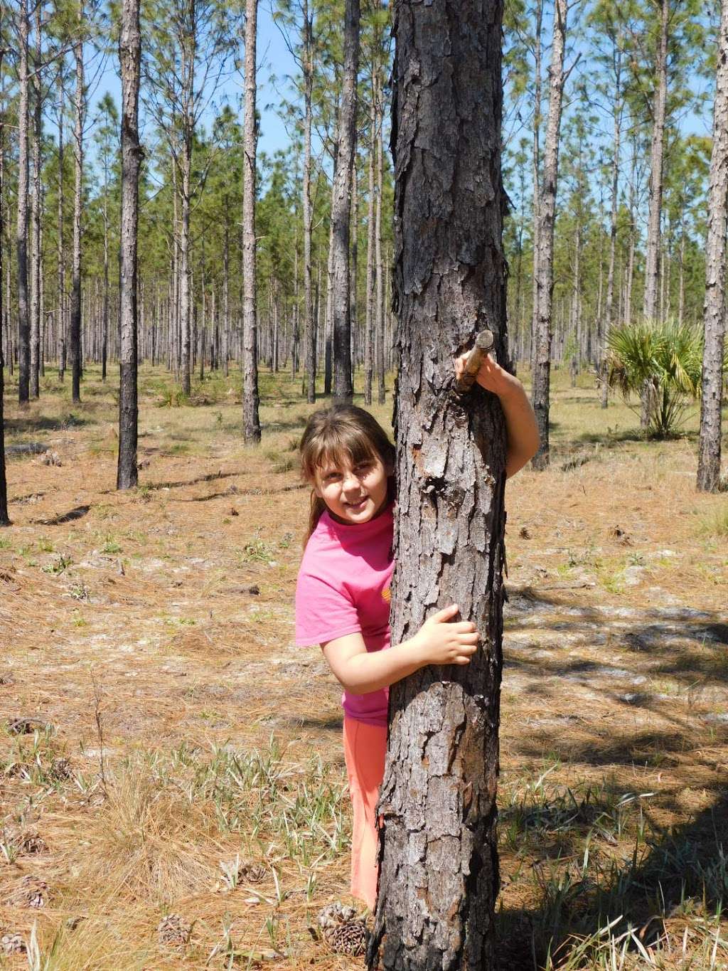 Chernobyl Memorial Forest | Ocklawaha, FL 32179, USA