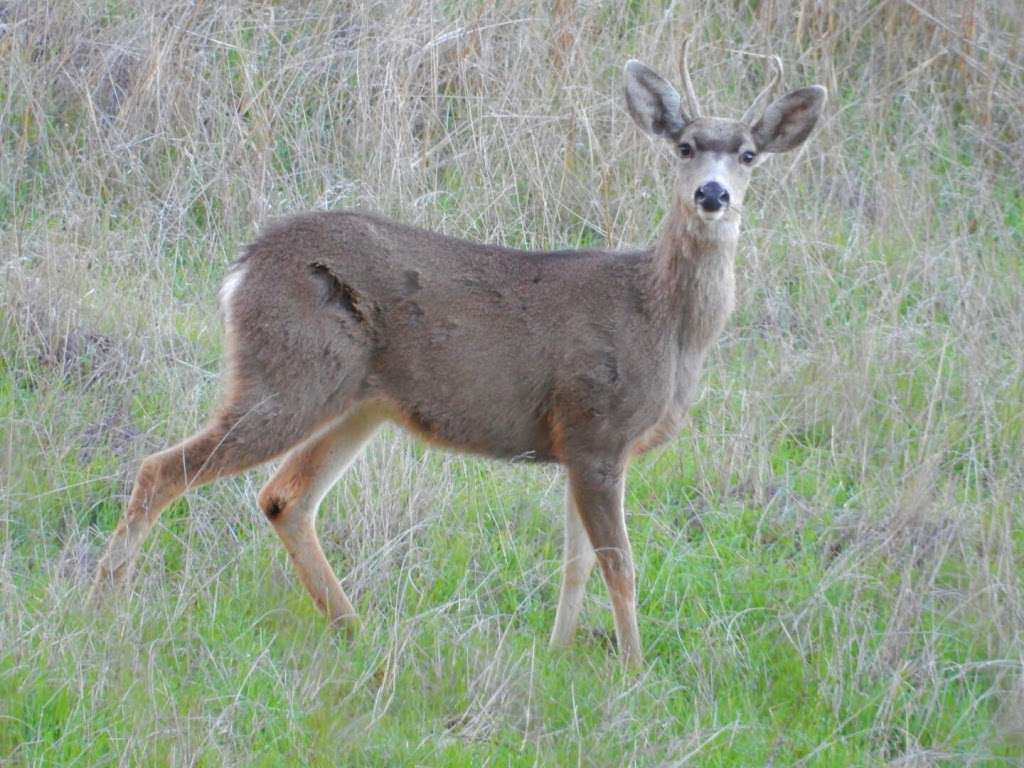 Michael D. Antonovich Open Space | 23801 The Old Road, Newhall, CA 91321, USA | Phone: (310) 589-3200