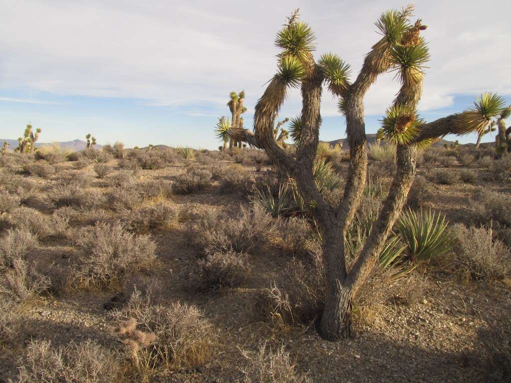 Lee Canyon Narrows | Las Vegas, NV 89166