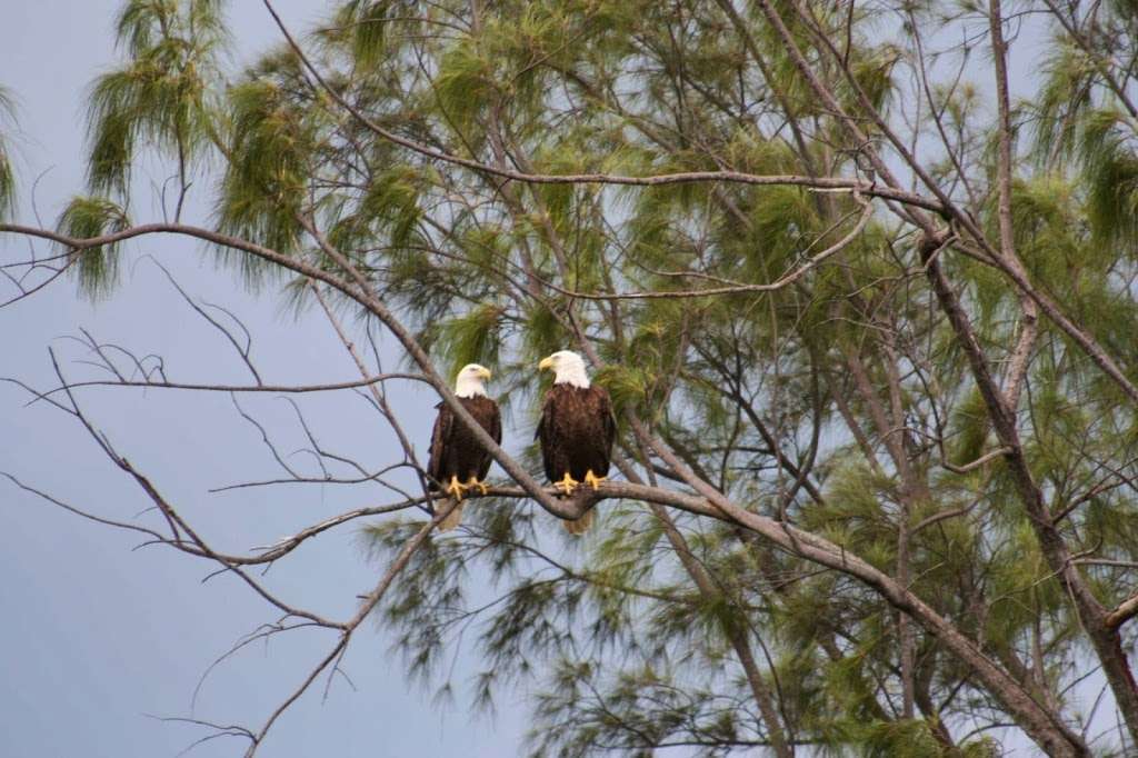 Hobe Sound Nature Center | 13640 SE Federal Hwy, Hobe Sound, FL 33455, USA | Phone: (772) 546-2067