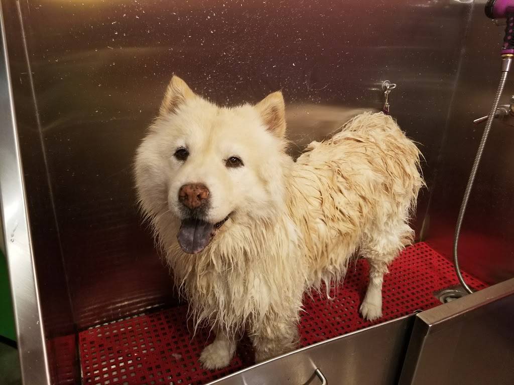 The Fastest Self Dog Wash Tucson Az