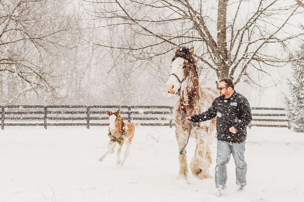Sandy Acres Clydesdales | 10032 N Ruby Rd, La Porte, IN 46350, USA | Phone: (219) 369-3386