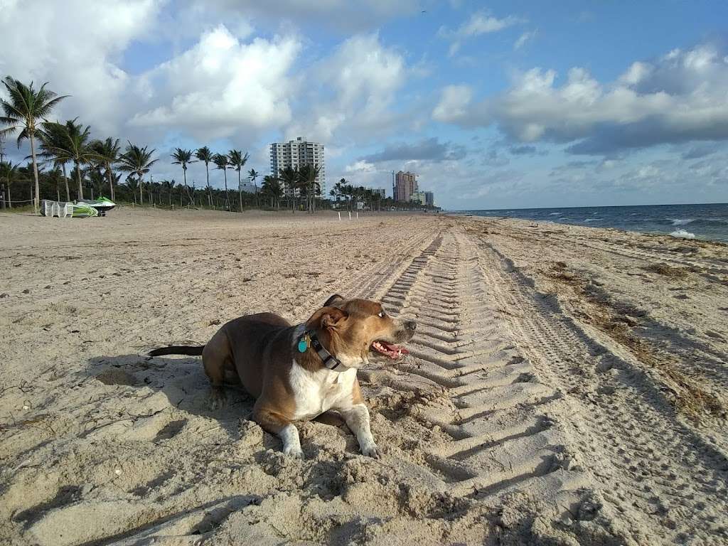 Fort Lauderdale Dog Beach | 1269 N Fort Lauderdale Beach Blvd, Fort Lauderdale, FL 33304 | Phone: (954) 828-7275