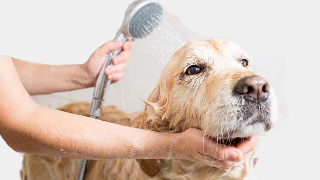 The Room & Groom, Pet Spa & Services | 2 Linwood Terrace, Caldwell, NJ 07006, USA | Phone: (973) 228-2143